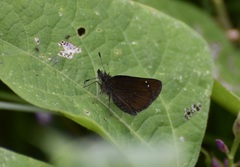 Piruna brunnea