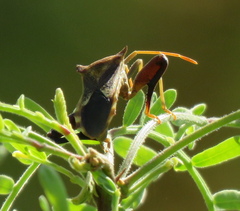 Mozena arizonensis