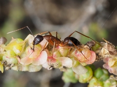 Camponotus brullei