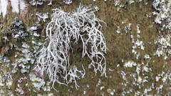 Ramalina farinacea