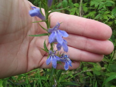 Lobelia amoena