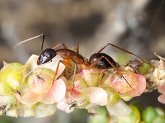 Camponotus brullei