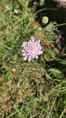 Sixalix atropurpurea