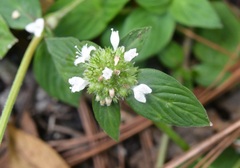 Spermacoce ocymoides