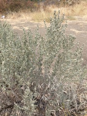 Artemisia tripartita
