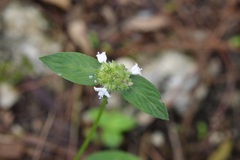 Spermacoce ocymoides