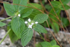 Spermacoce ocymoides