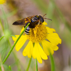 Dieunomia nevadensis bakeri