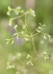 Valeriana chiapensis