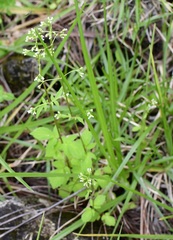Valeriana chiapensis