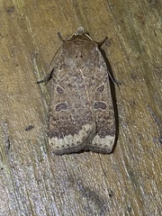 Abagrotis alternata