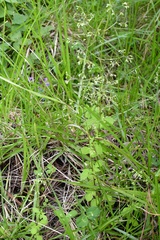 Valeriana chiapensis