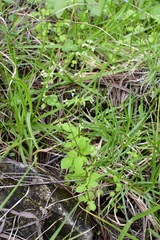 Valeriana chiapensis