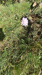 Sixalix atropurpurea