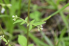 Valeriana chiapensis