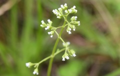 Valeriana chiapensis