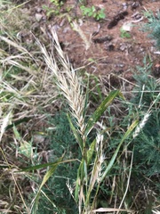Elymus virginicus