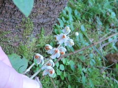 Pyrola