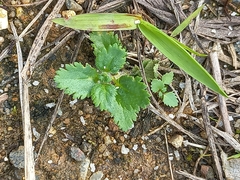 Stemodia verticillata