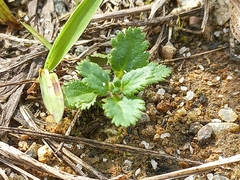Stemodia verticillata