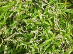 Persicaria hydropiperoides