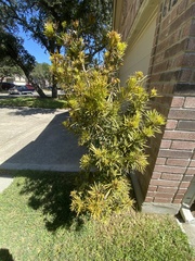 Baccharis neglecta