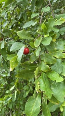 Malpighia emarginata
