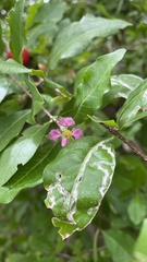 Malpighia emarginata