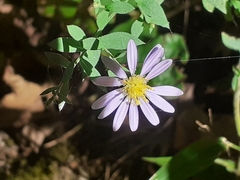 Symphyotrichum shortii