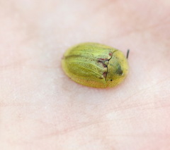Cassida stigmatica