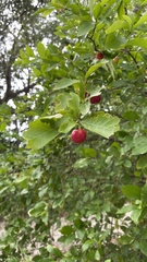 Malpighia emarginata