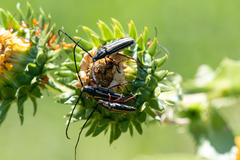 Sphaenothecus bilineatus