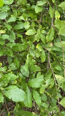Malpighia emarginata
