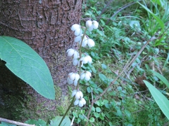 Pyrola