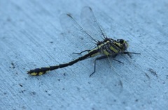 Gomphurus
