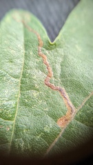 Stigmella aceris