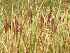 Typha