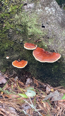 Ganoderma tsugae