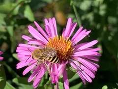 Colletes