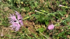 Dianthus hyssopifolius