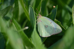 Colias