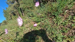 Dianthus hyssopifolius
