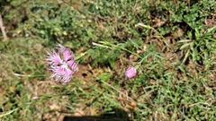 Dianthus hyssopifolius