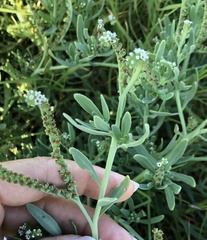 Heliotropium curassavicum