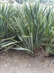 Plantago coronopus