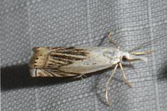 Crambus albellus