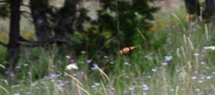 Danaus plexippus plexippus