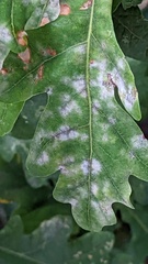 Erysiphe alphitoides