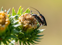 Sphaenothecus bilineatus