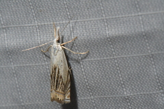Crambus albellus